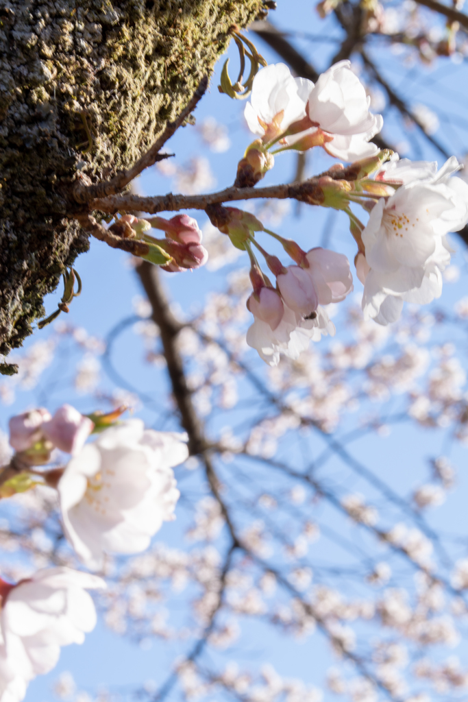 sakura