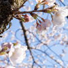 sakura