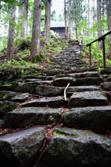 森の神社に続く道