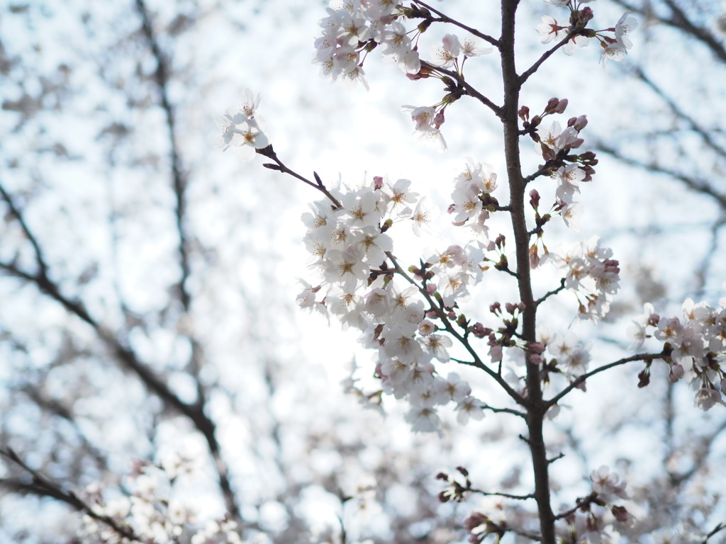 桜の季節