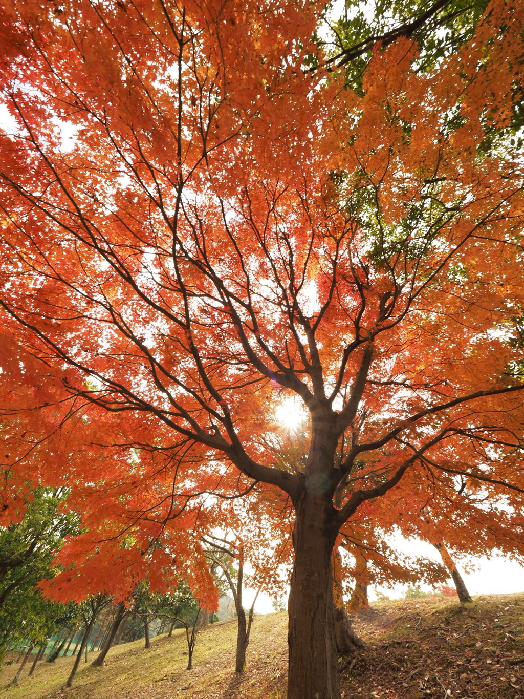 太陽と紅葉