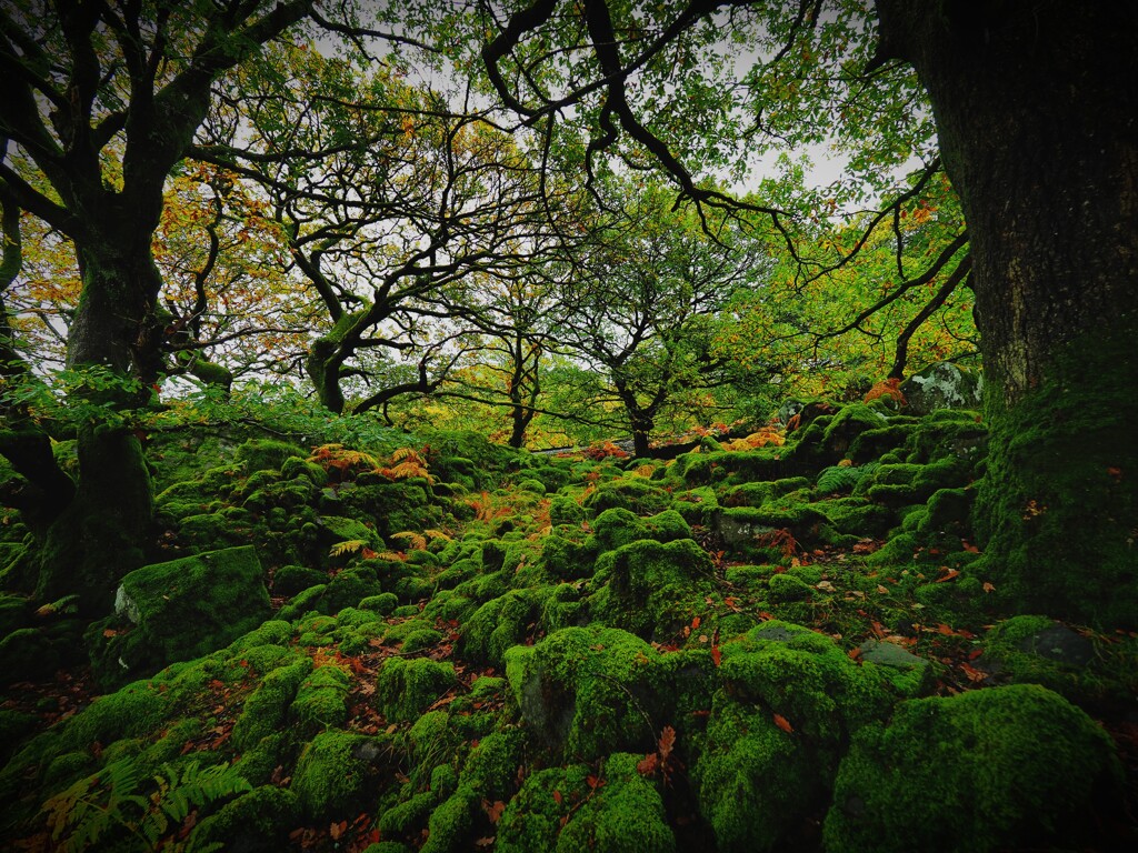 苔むす