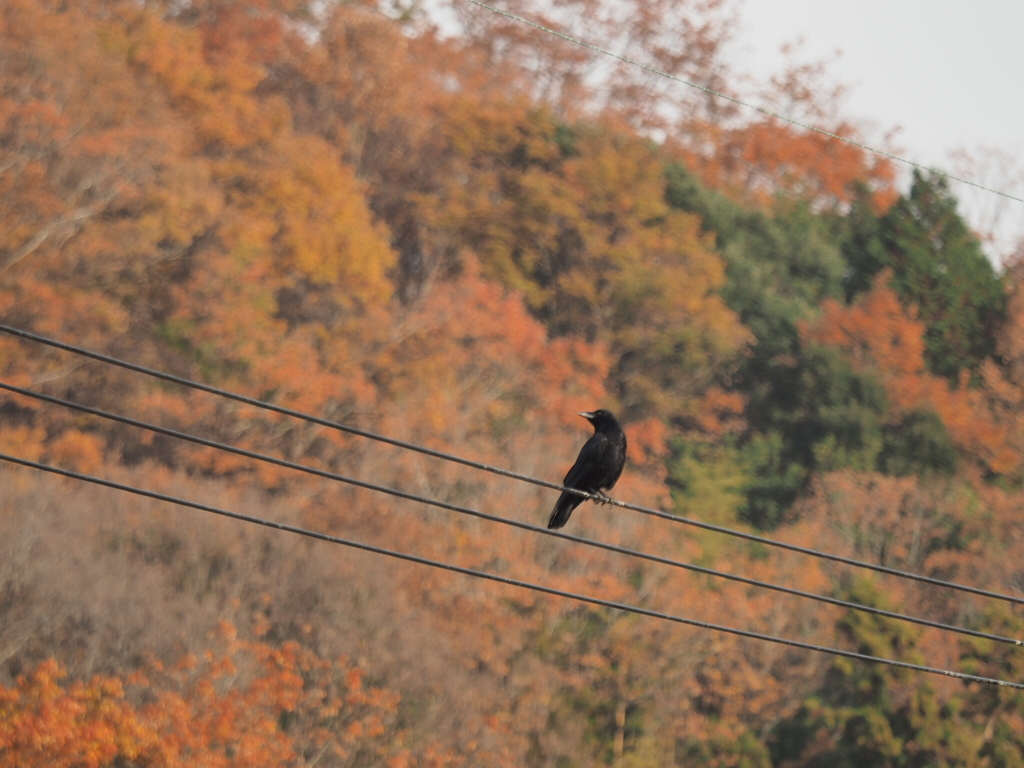 カラスと紅葉