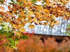 安国寺の紅葉