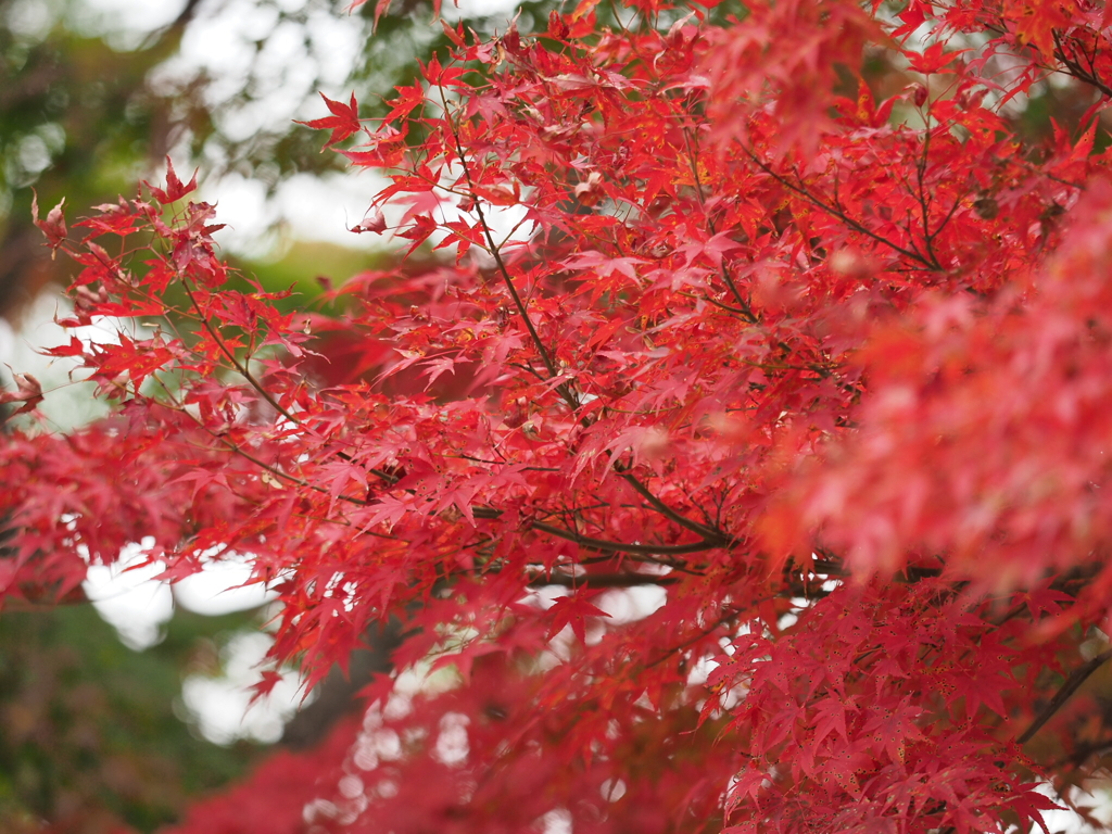 紅の映える季節