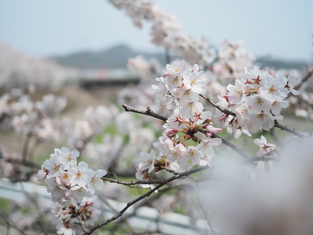 武庫川の桜