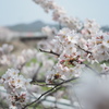 武庫川の桜