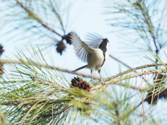 シジュウカラの飛び立ち