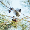 シジュウカラの飛び立ち