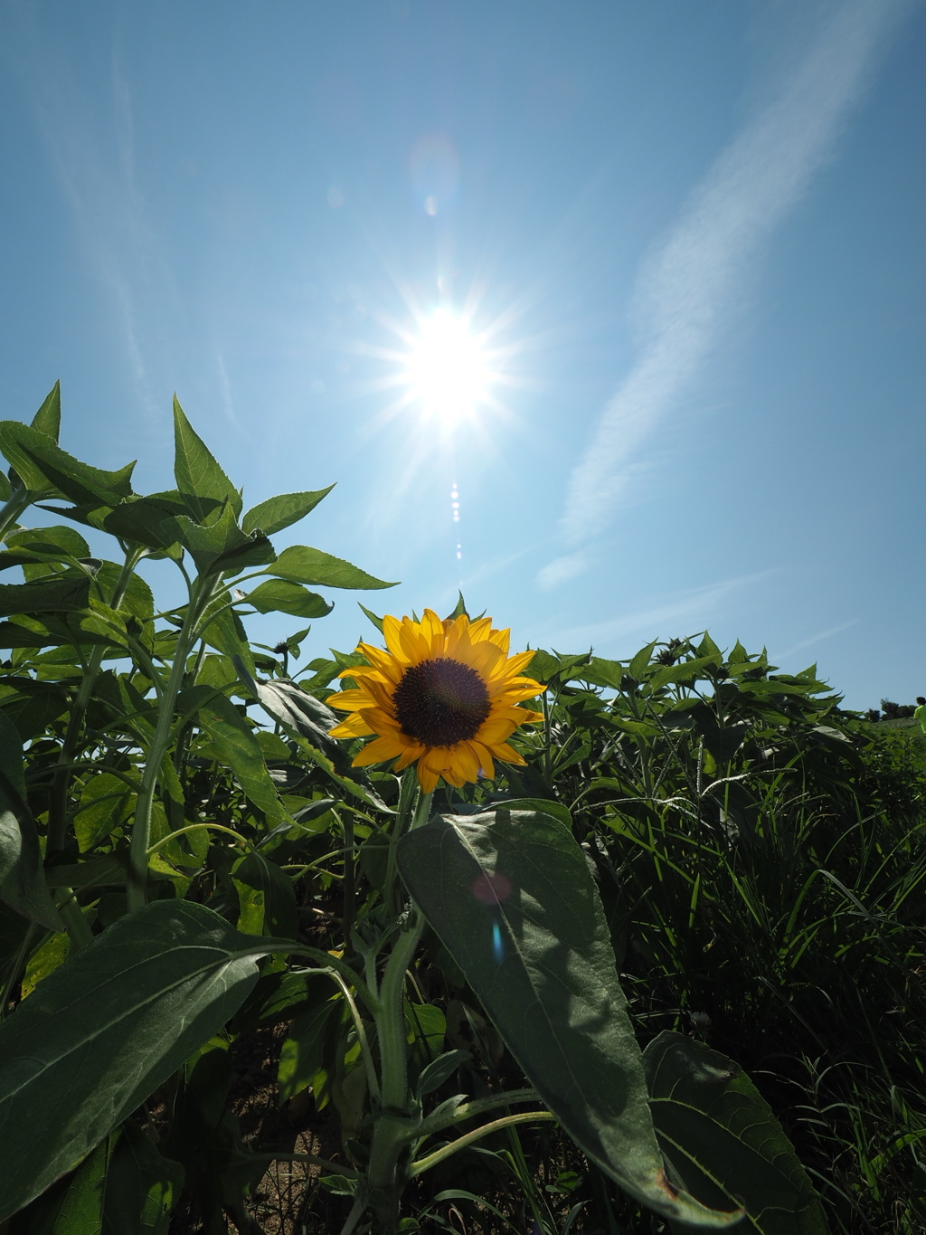 太陽とひまわり