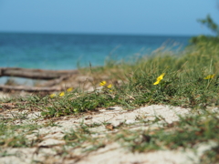 浜辺の小さな花
