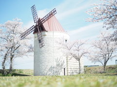 風車と桜