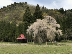 おしら様の枝垂れ桜