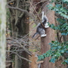 木登りが得意です