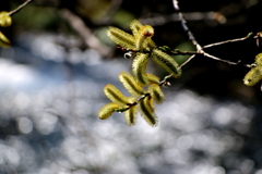 IMG_0558a