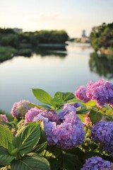 夕焼けに照らされて　～大阪狭山市・副池オアシス公園のアジサイ