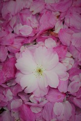 桜の絨毯に囲まれて…