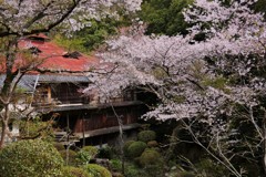 秘境の桜