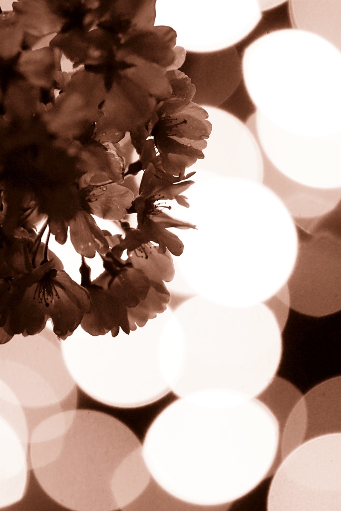 イルミネーションと桜　～狭山池