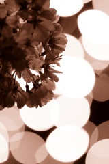 イルミネーションと桜　～狭山池