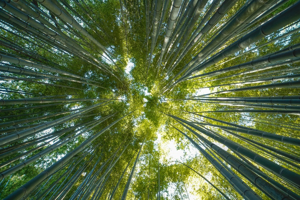 竹林