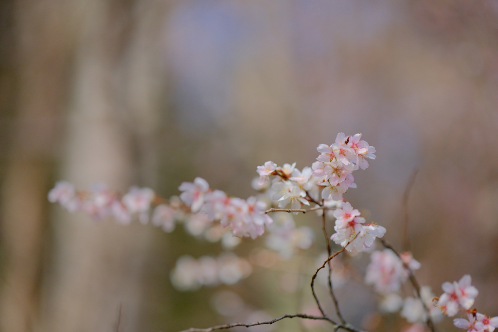 冬桜