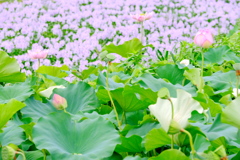 Lotus & Water hyacinth