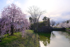 松本城の桜