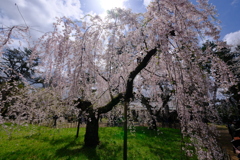 近衛邸跡の枝垂桜