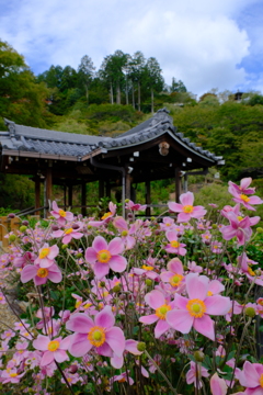西山善峯寺の秋明菊