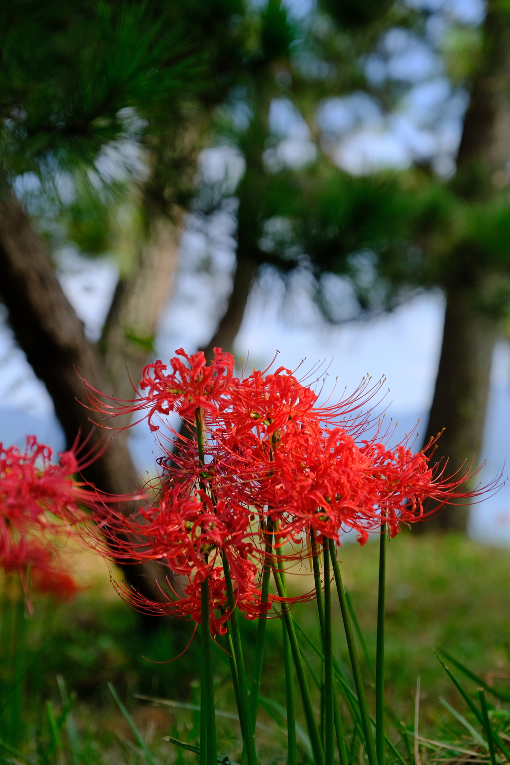 桂浜園地の彼岸花