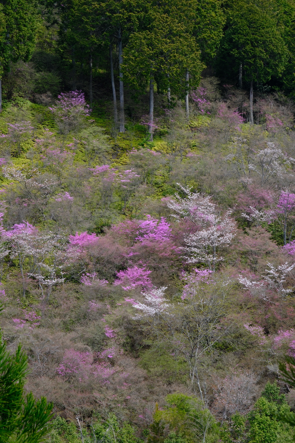 西明寺のミツバツツジと桜