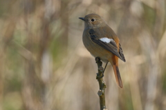 今日の鳥果；ジョウビタキ