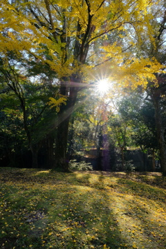 奈良公園の紅葉
