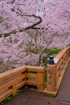 桜雲橋と桜