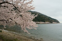 海津大崎の桜