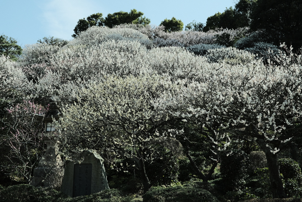 中山寺の梅園