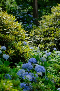 花園あじさい園
