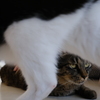 Tonekoの猫たち