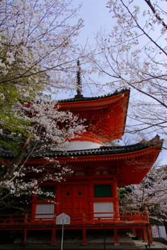紀三井寺の桜