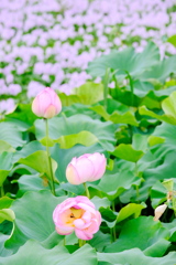 Lotus & Water hyacinth