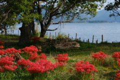 桂浜園地の彼岸花