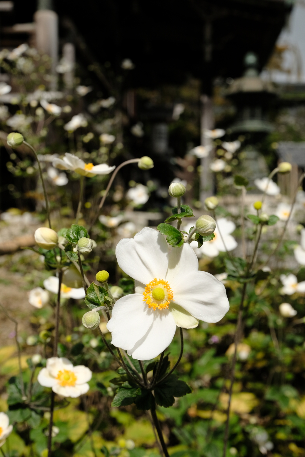 善峯寺の秋明菊