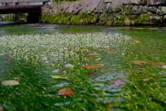 醒井　地蔵川の梅花藻