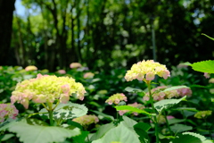 紫陽花