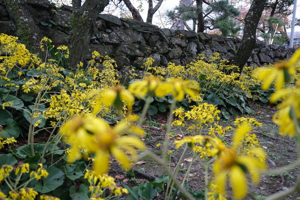 徳島中央公園のツワブキ