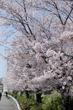 通勤途上の桜