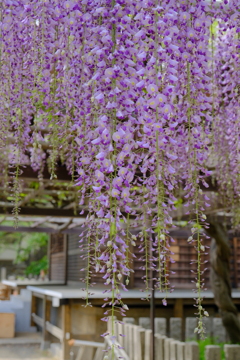 葛井寺の藤