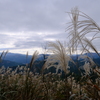 屛風岩公苑のススキ