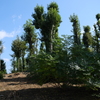 善右ヱ門山古墳